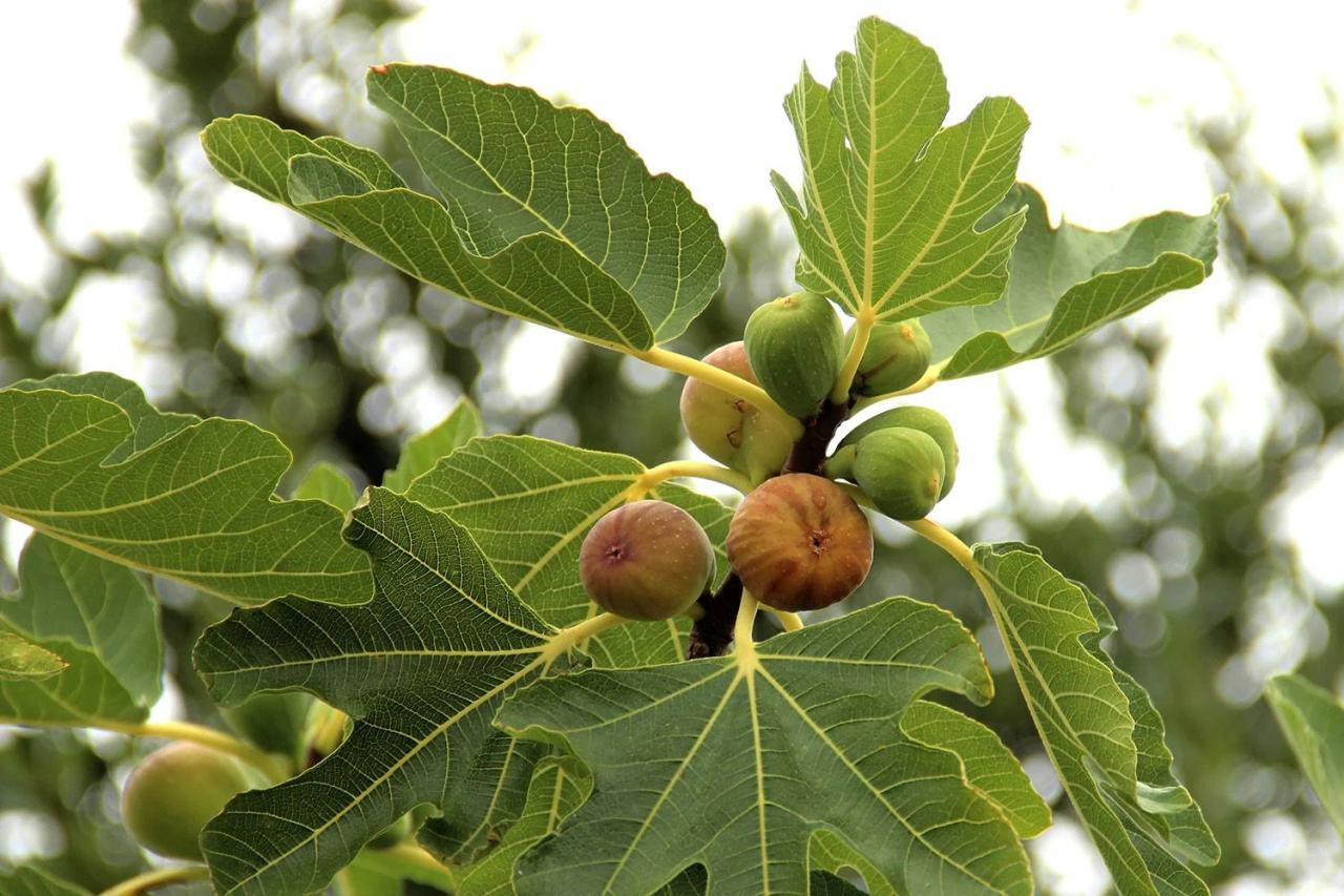 pohon ara